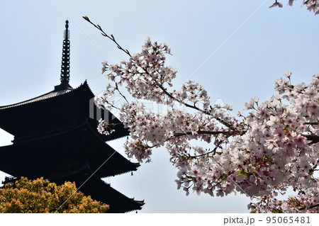 日本の京都府の京都市　春の東寺　満開の桜と国宝の五重塔と美しい青空 95065481