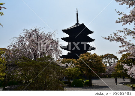 日本の京都府の京都市　春の東寺　満開の桜と国宝の五重塔　植物が美しい日本庭園 95065482