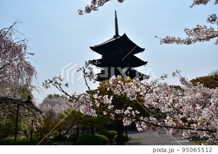 日本の京都府の京都市 春の東寺 満開の桜と国宝の五重塔 植物が美しい日本庭園 日本の京都府の京都市 春の東寺 満開の桜と国宝の五重塔 植物が美しい日本庭園 95065512