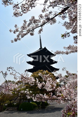 日本の京都府の京都市　春の東寺　満開の桜と国宝の五重塔　植物が美しい日本庭園 95065523
