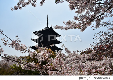 日本の京都府の京都市　春の東寺　満開の桜と国宝の五重塔 95065803