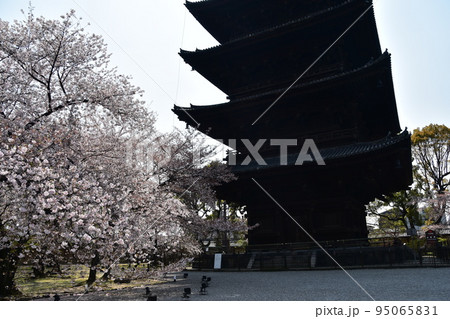 日本の京都府の京都市 春の東寺 満開の桜と国宝の五重塔 植物が美しい日本庭園 日本の京都府の京都市 春の東寺 満開の桜と国宝の五重塔 植物が美しい日本庭園 95065831