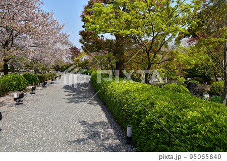 日本の京都府の京都市 東寺の満開の桜 国宝の五重塔へと続く遊歩道 植物が美しい日本庭園 日本の京都府の京都市 東寺の満開の桜 国宝の五重塔へと続く遊歩道 植物が美しい日本庭園 95065840