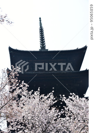 日本の京都府の京都市 春の東寺 満開の桜と国宝の五重塔 日本の京都府の京都市 春の東寺 満開の桜と国宝の五重塔 95065859