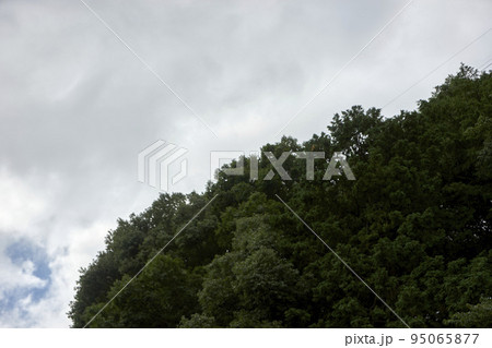 曇り・森・曇天・どんより・山・森・風景・背景 曇り・森・曇天・どんより・山・森・風景・背景 95065877