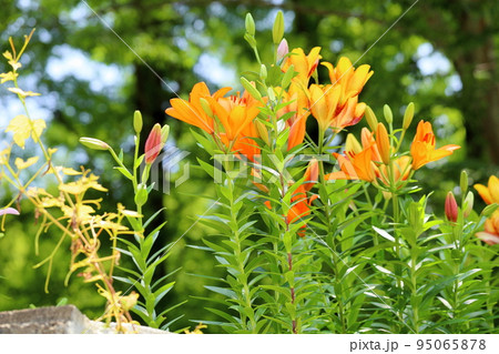 ユリの花 ユリの花 95065878