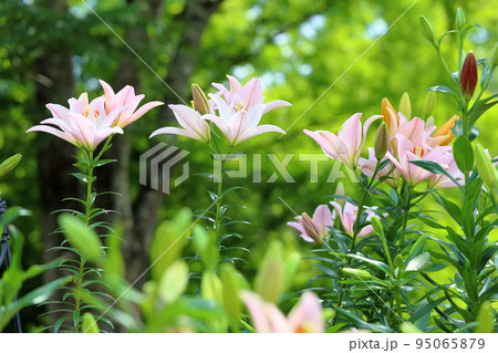 ユリの花 95065879