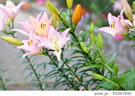 ユリの花 ユリの花 95065880