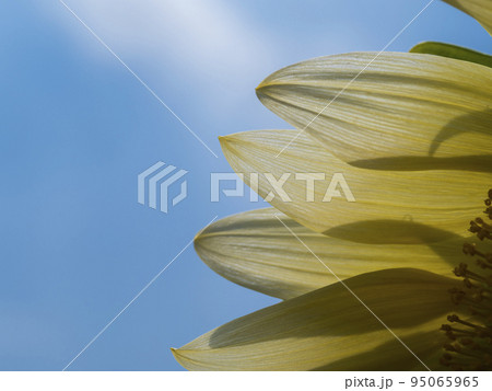 透ける白いひまわりの花びら 95065965