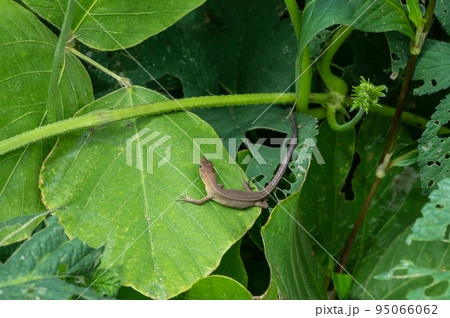 トカゲ（ニホンカナヘビ） 95066062