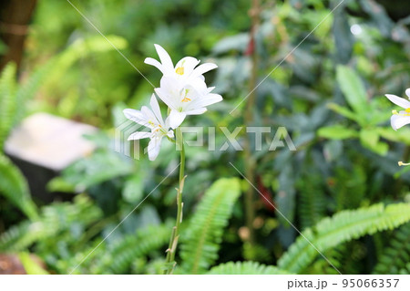 マドンナリリーの花 マドンナリリーの花 95066357