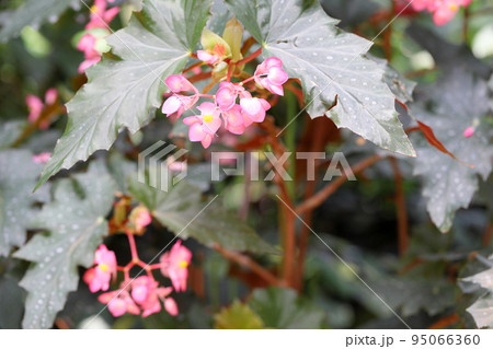 キダチベゴニアの花 95066360