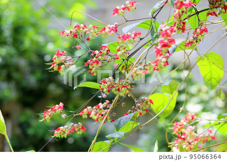 ゲンペイクサギの花 95066364