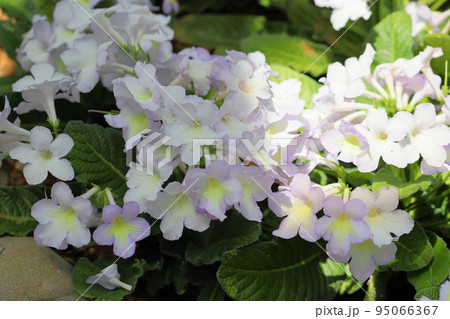 ストレプトカーパスの花 95066367