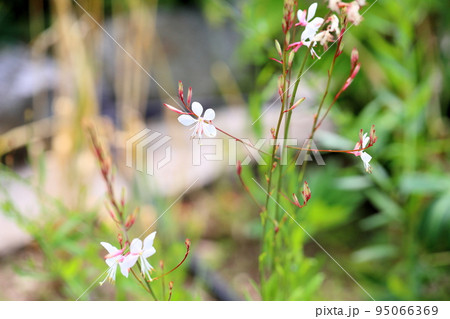 ガウラの花 95066369