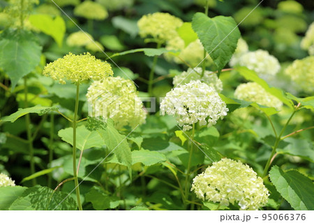 アナベルの花 95066376