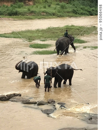 スリランカの川で水浴びをする象と象使い 95066498