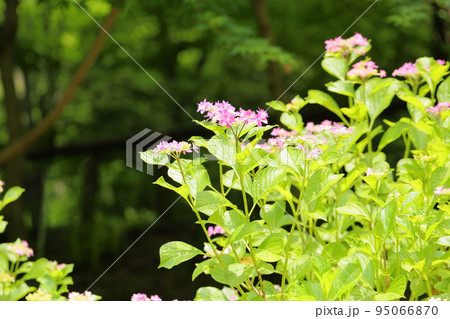 ガクアジサイの花 歌合せ ガクアジサイの花 歌合せ 95066870