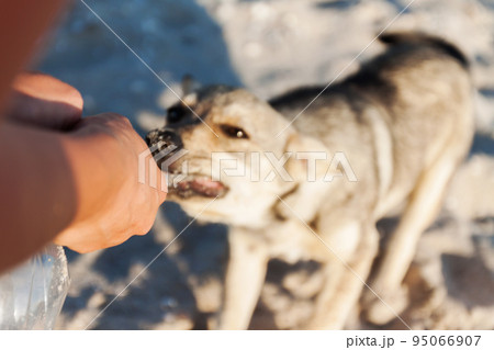 A man plays with a dog, takes away a toy from her, a close-up 95066907