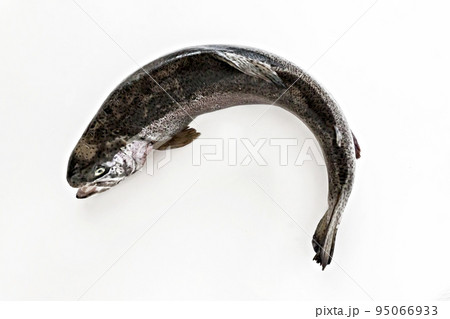 fresh fish salmon sea trout on a white background isolated fresh fish salmon sea trout on a white background isolated 95066933