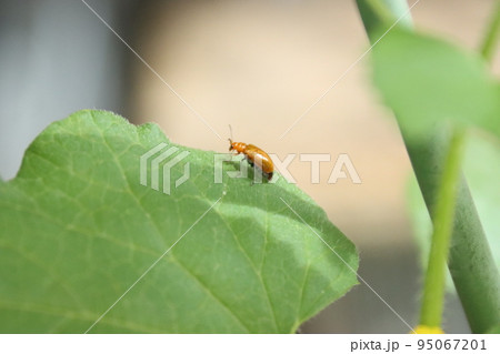 ウリハムシ 95067201