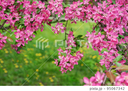 Pink beautiful tree flowers paradise apple tree on a background of juicy spring green grass 95067342