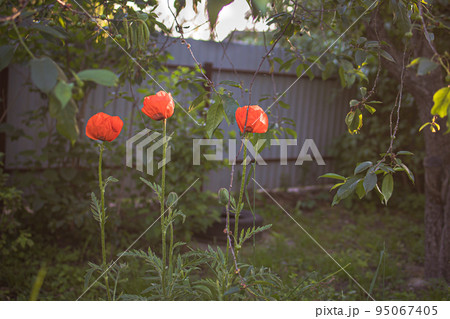 poppy flowers in the garden-field 95067405