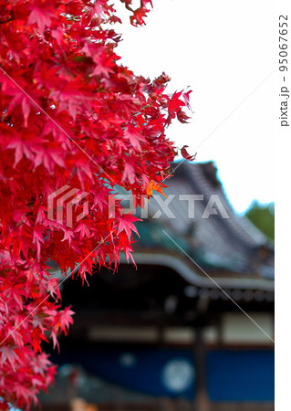真っ赤なモミジとお寺 95067652