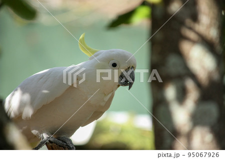 インコ インコ 95067926