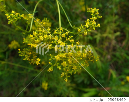 オミナエシ オミナエシ 95068469