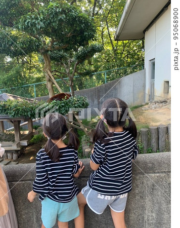 動物を一生懸命見ている女の子の姉妹 動物を一生懸命見ている女の子の姉妹 95068900