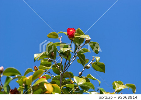 青空とヤブツバキ 95068914