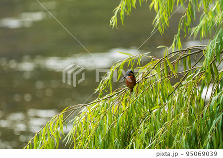 カワセミ 95069039