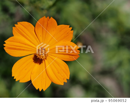 キバナコスモス 95069052