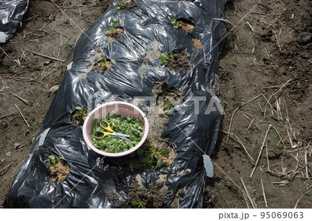 青首大根の間引き 95069063