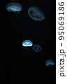水中に漂い宇宙を感じる美しいクラゲ 95069186