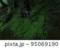 厳かな雰囲気に引き込まれる美しいコケ 95069190