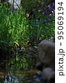 小川に広がる小さな世界 95069194