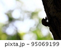 夏を感じるセミの抜け殻 95069199