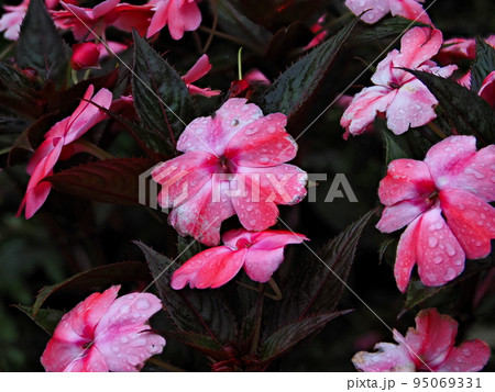 雨粒に濡れたアフリカホウセンカの拡大写真 95069331
