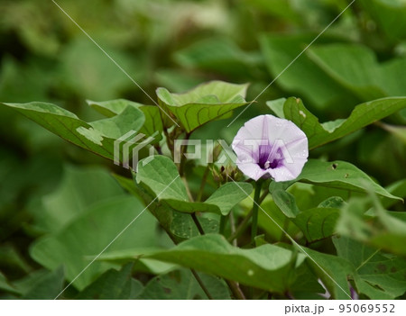 朝顔の花の様なサツマイモの花 朝顔の花の様なサツマイモの花 95069552