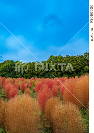 秋の気配、コキアの紅葉 95069606