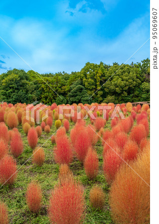 秋の気配、コキアの紅葉 95069607