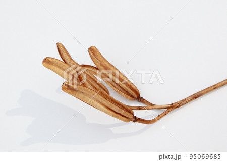 枯れて種になって次の世代に命を繋ぐテッポウユリの実殻 95069685