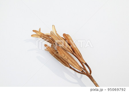 枯れて種になって次の世代に命を繋ぐテッポウユリの実殻 95069792