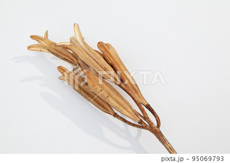 枯れて種になって次の世代に命を繋ぐテッポウユリの実殻 95069793