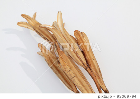 枯れて種になって次の世代に命を繋ぐテッポウユリの実殻 枯れて種になって次の世代に命を繋ぐテッポウユリの実殻 95069794