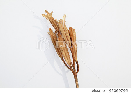 枯れて種になって次の世代に命を繋ぐテッポウユリの実殻 95069796