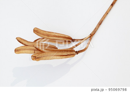 枯れて種になって次の世代に命を繋ぐテッポウユリの実殻 95069798