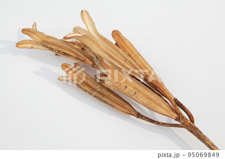 枯れて種になって次の世代に命を繋ぐテッポウユリの実殻 95069849